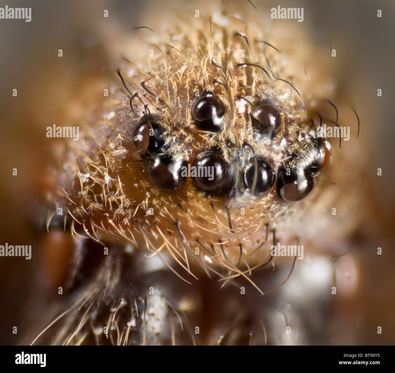 Detail of simple eyes of Tegenaria domestica, domestic house spider Stock Photo