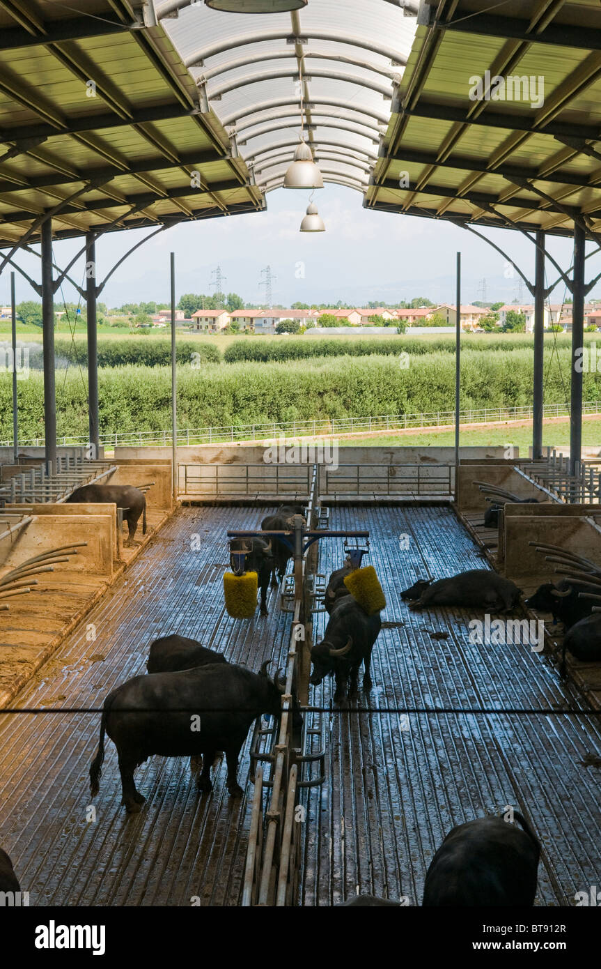 Water buffalo on organic dairy farm, whose milk is used for making
