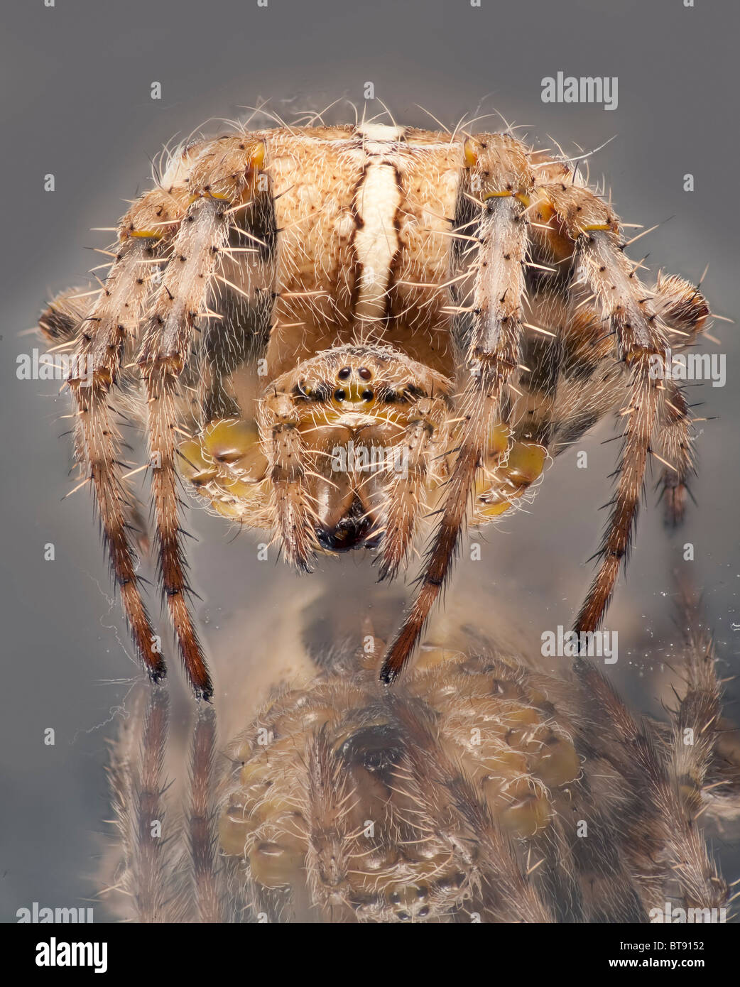 Front view of a garden spider with reflection on glass Stock Photo