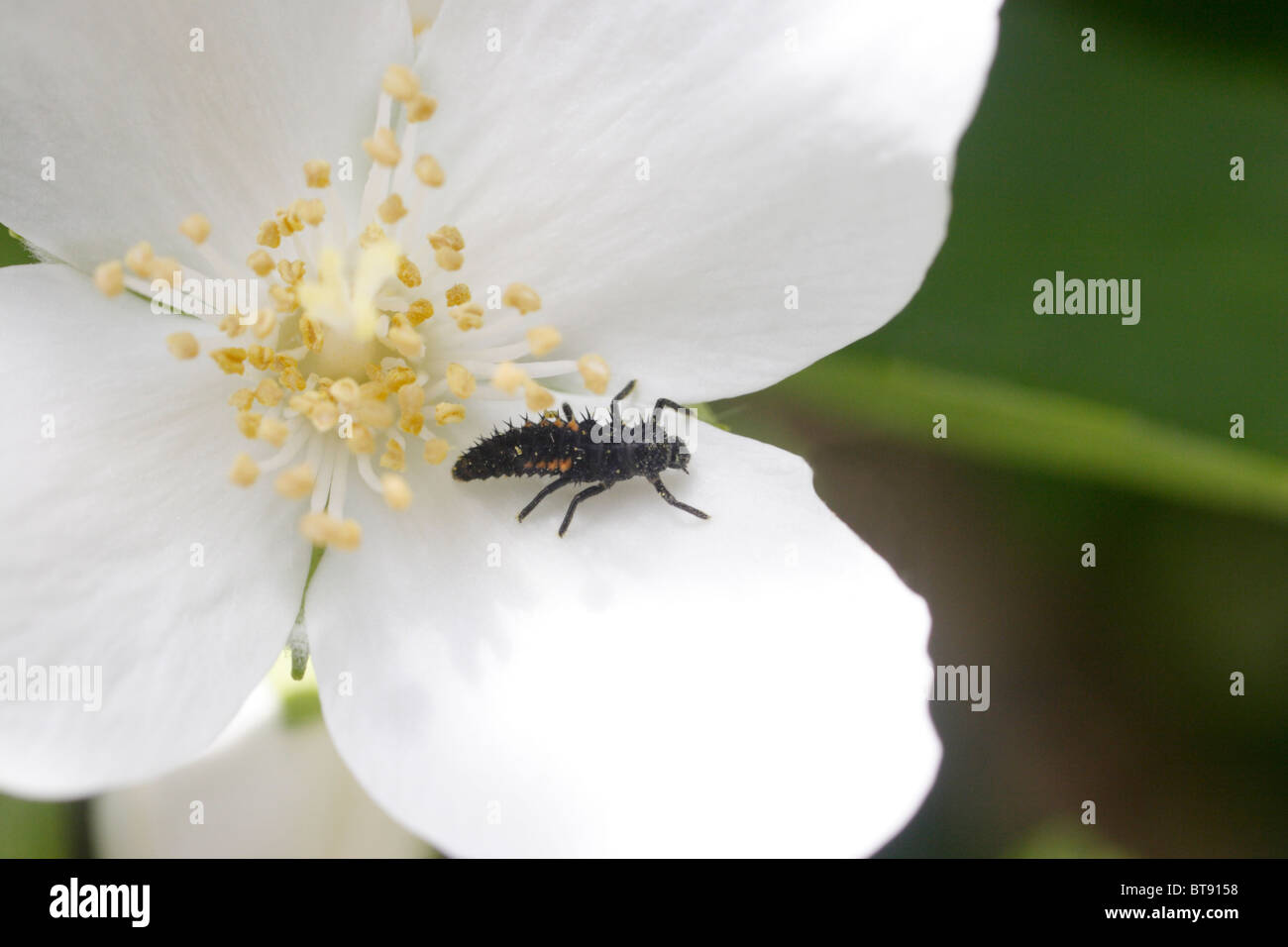 Ladybird / ladybug larva with pollen deposits on flower. Stock Photo