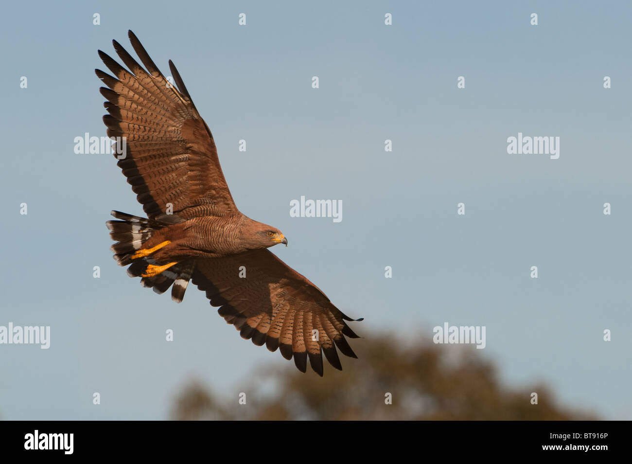 Savanna Hawk flying Stock Photo