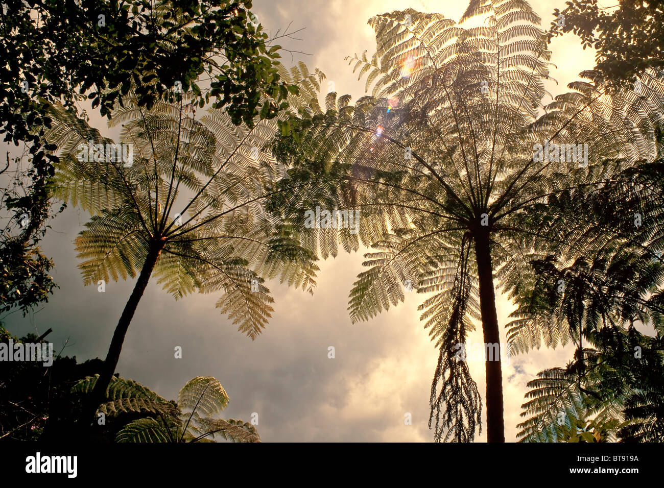 Tree Ferns, Cyathea Contaminans, Malaysia, evening sun Stock Photo