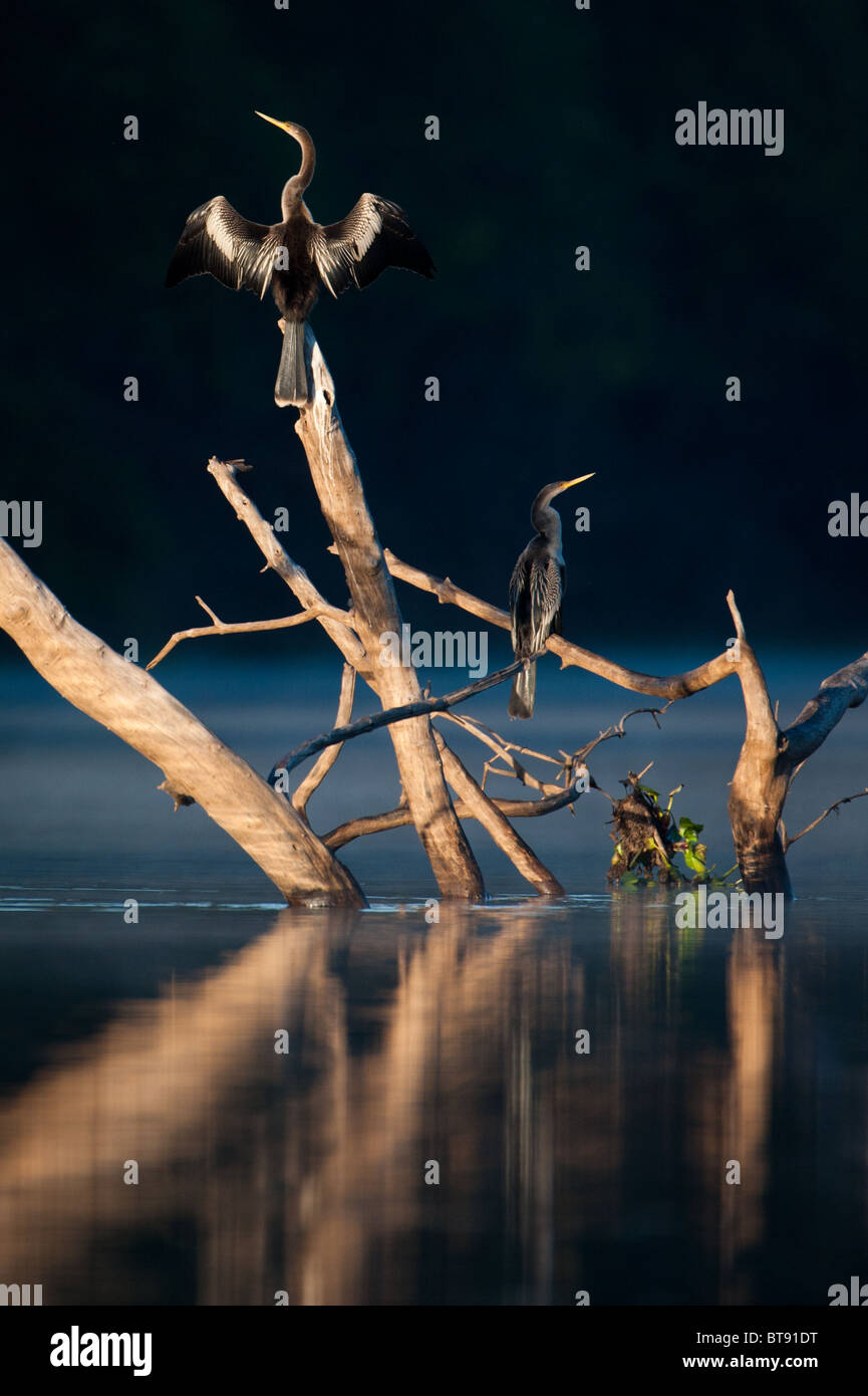 Neotropical Cormorants drying wings Stock Photo