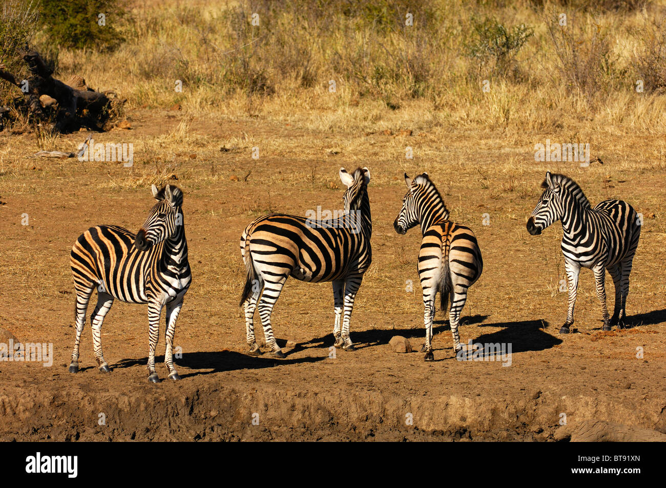 Herd of Burchell's Zebras (Equus burchelli) smelling danger, Madikwe Game Reserve, South Africa Stock Photo