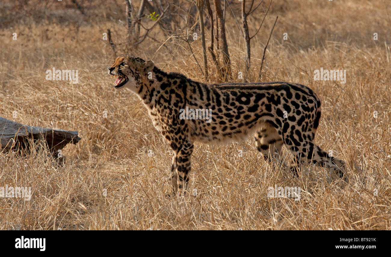 King Cheetah growling, Tshukudu Reserve, Kruger Park, South Africa. Stock Photo