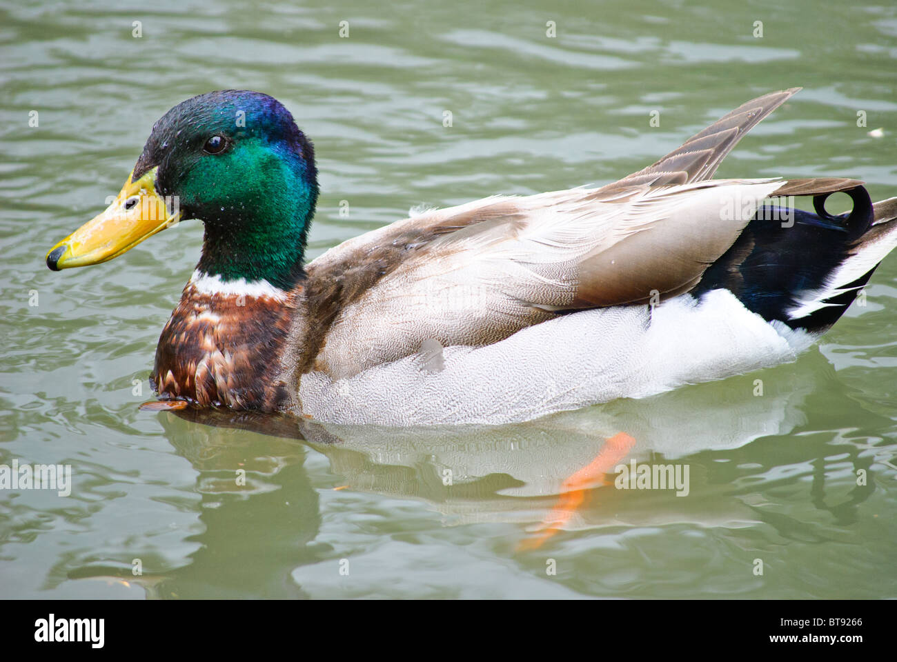 Floating duck on water hi-res stock photography and images - Alamy