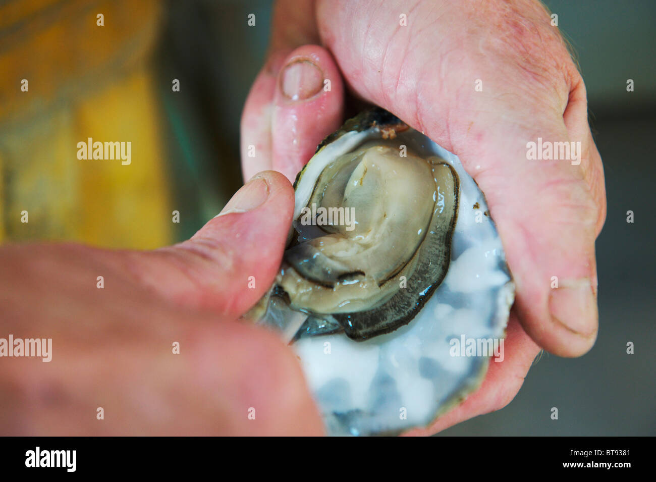 Oyster farmer holding a colchester native oyster freshly caught in the morning Stock Photo