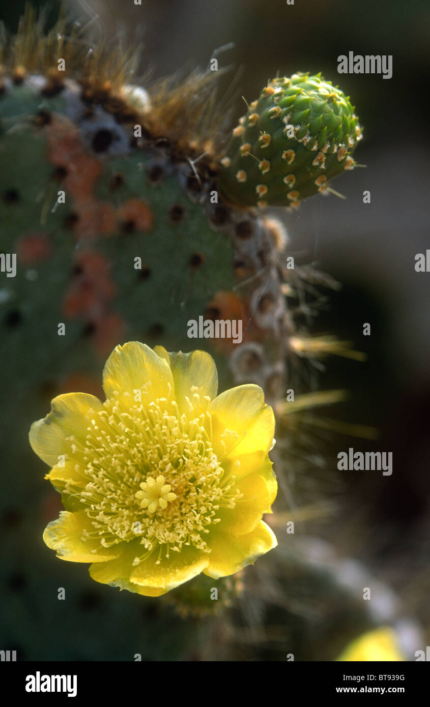 Prickly pear, Opuntia helleri  Genovesa (Tower), Galapagos Stock Photo