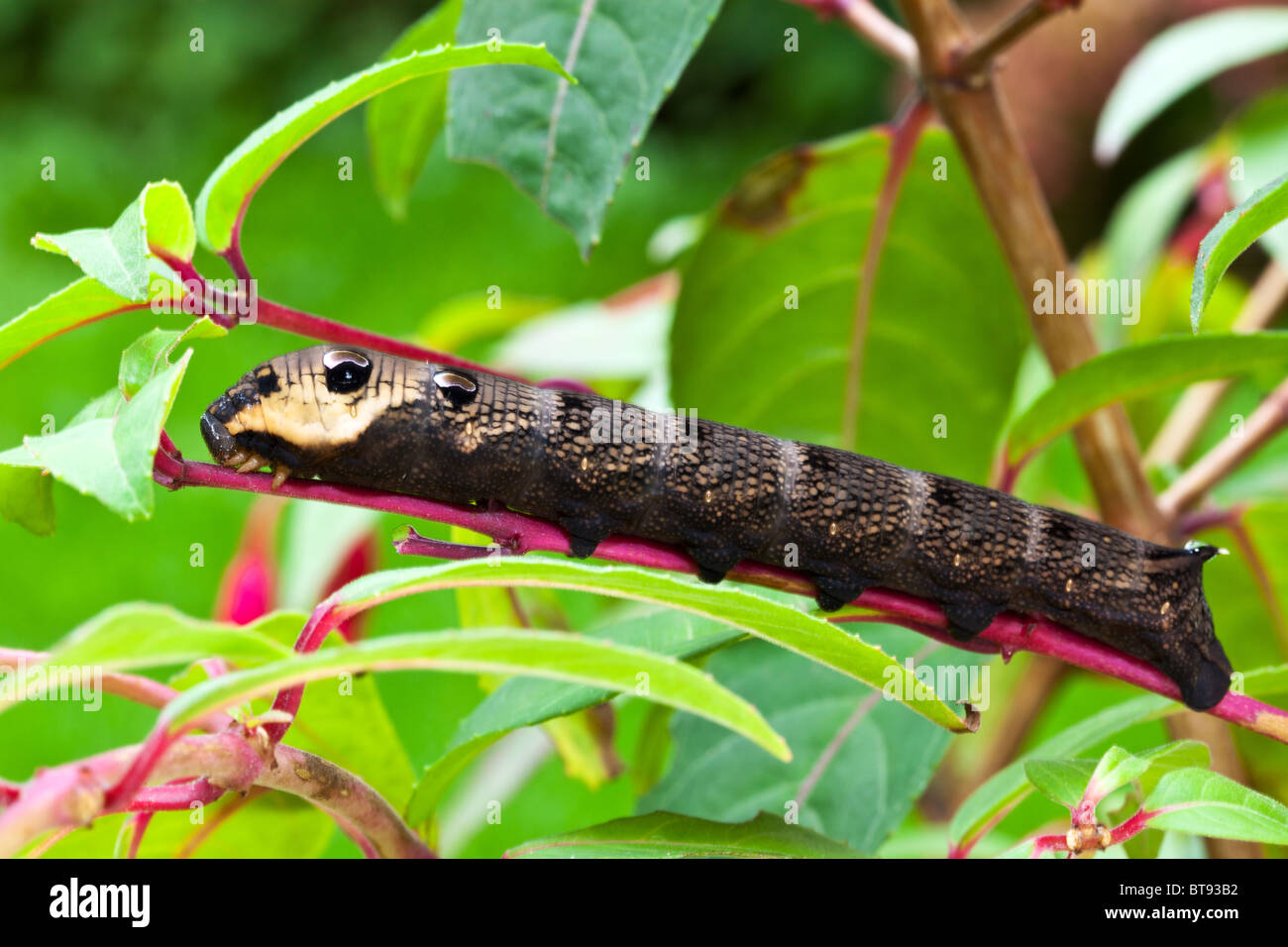Elephant Hawk Moth Deilephila Elpenor Caterpillar Feeding On A 