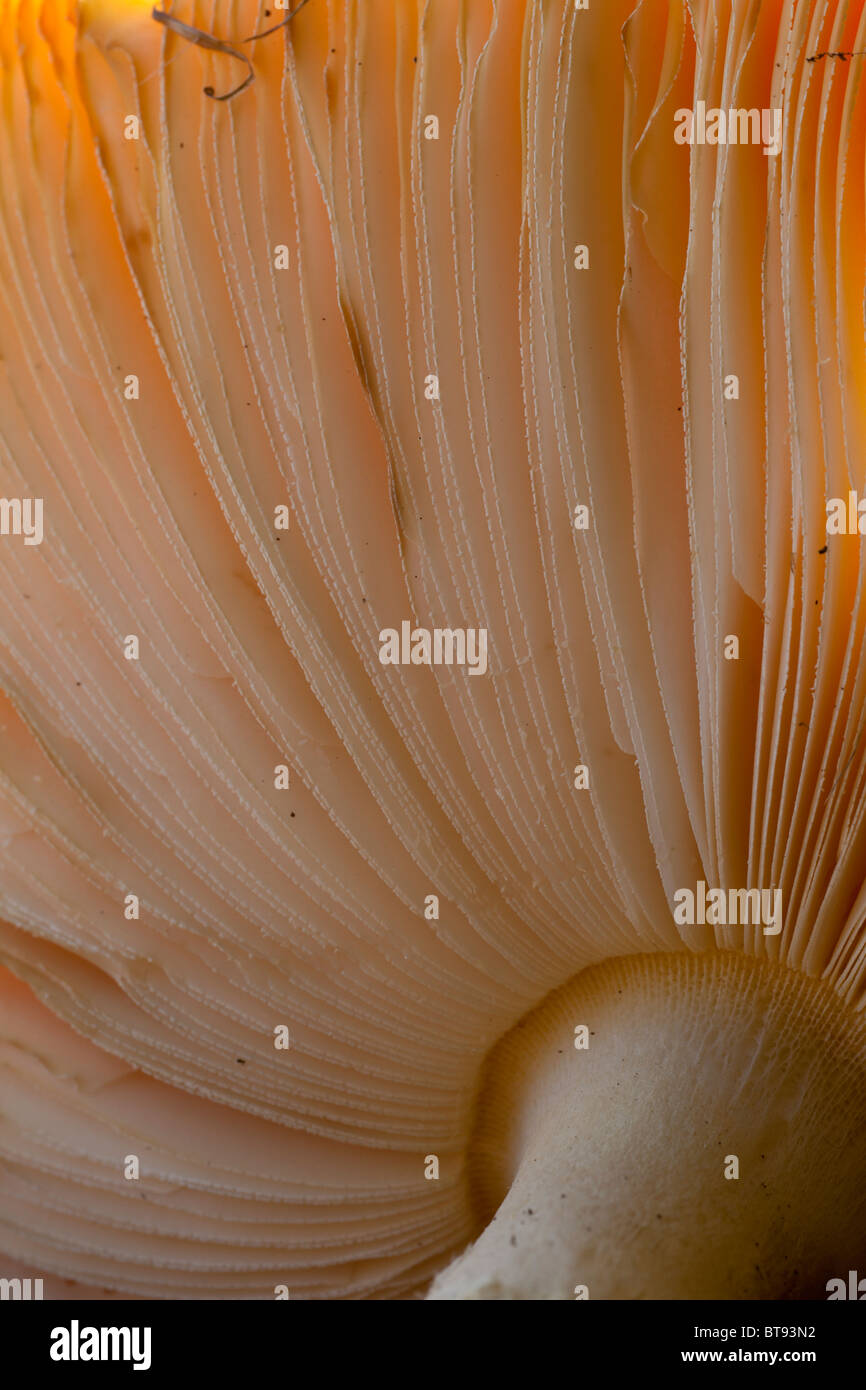 Fly Agaric backlit gill detail portrait Stock Photo - Alamy