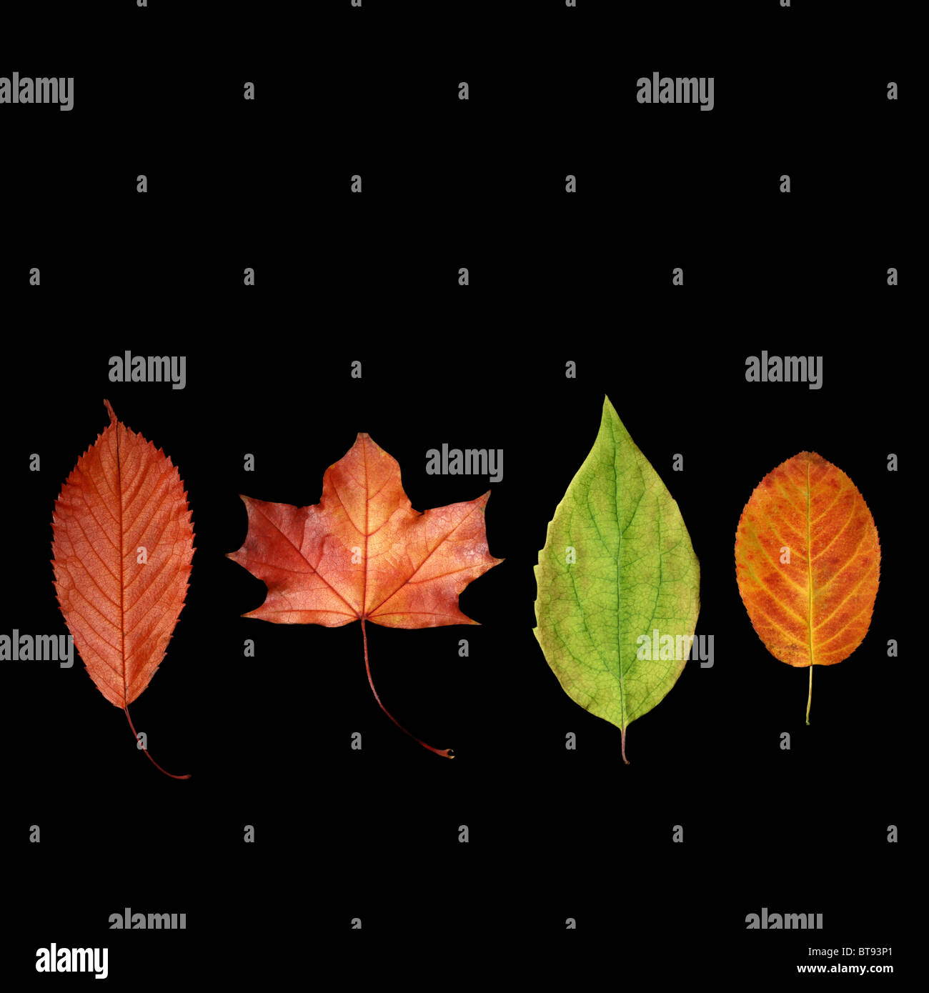 Autumn leaves on a black background Stock Photo - Alamy