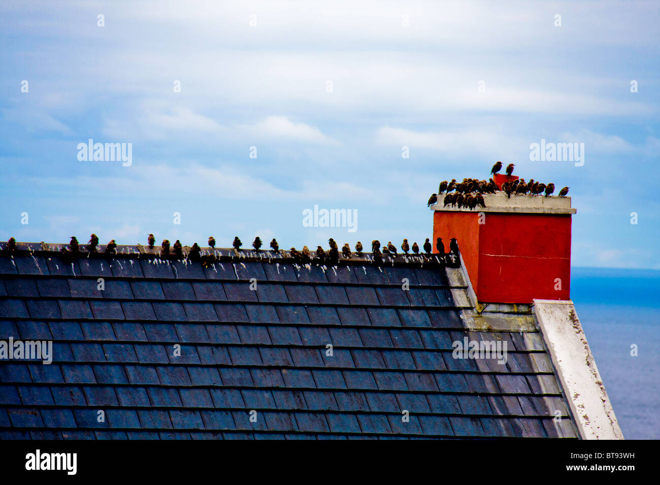 birds on a roof Stock Photo - Alamy