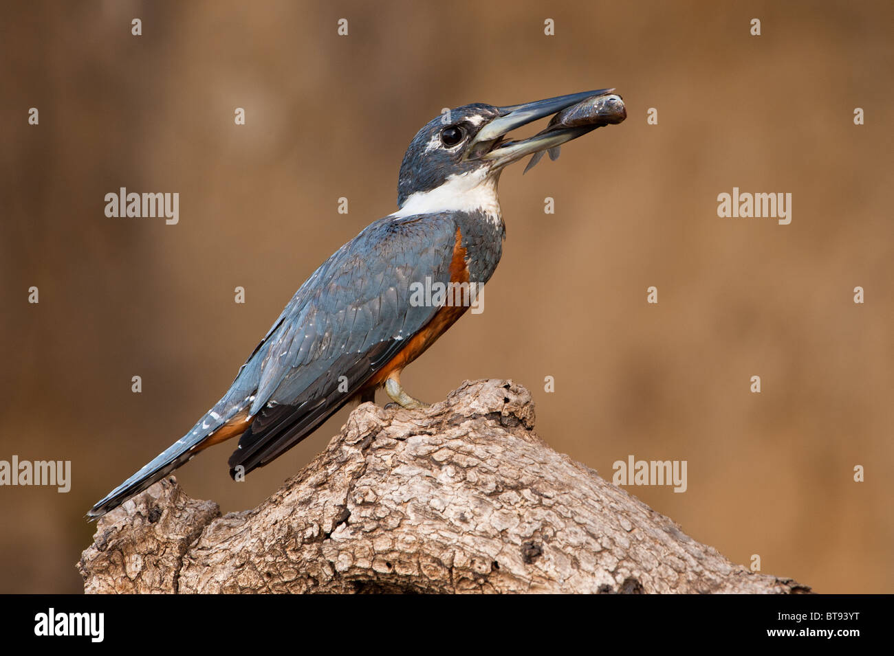Ringed Kingfisher with fish Stock Photo