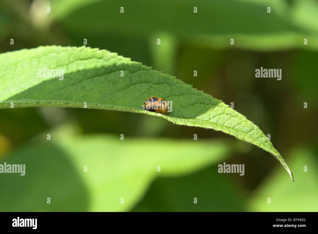 Ladybird / ladybug pupa on buddleia leaf Stock Photo