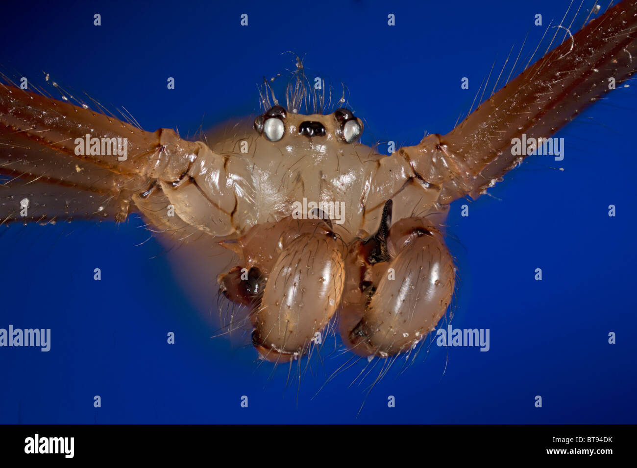 Pholcus phalangioides spider, highly magnified portrait showing palps, mandibles Stock Photo