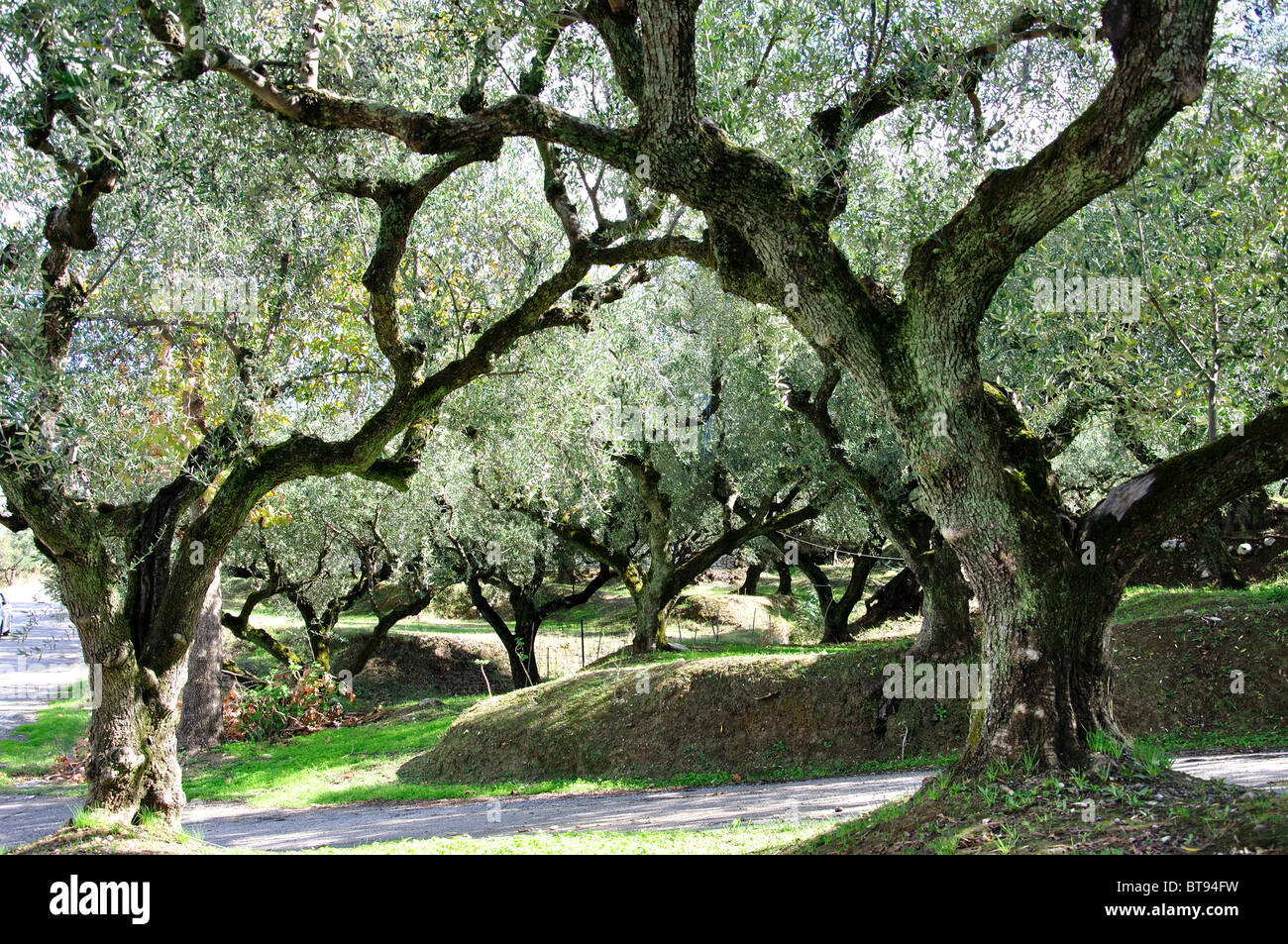 Olive trees near Maherado, Zakynthos, Ionian Islands, Greece Stock Photo