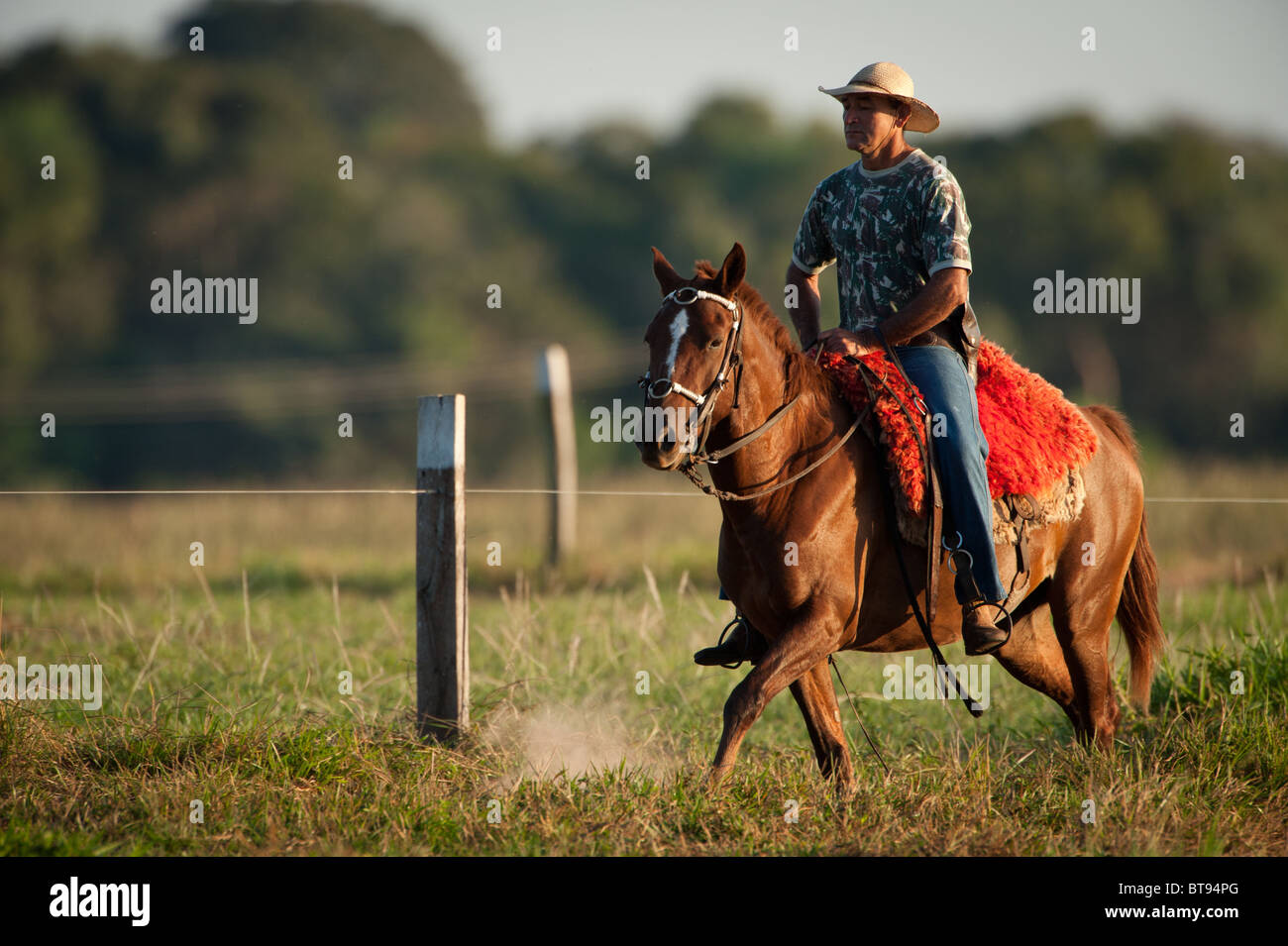 Man riding a horse in the Pantanal Stock Photo Alamy