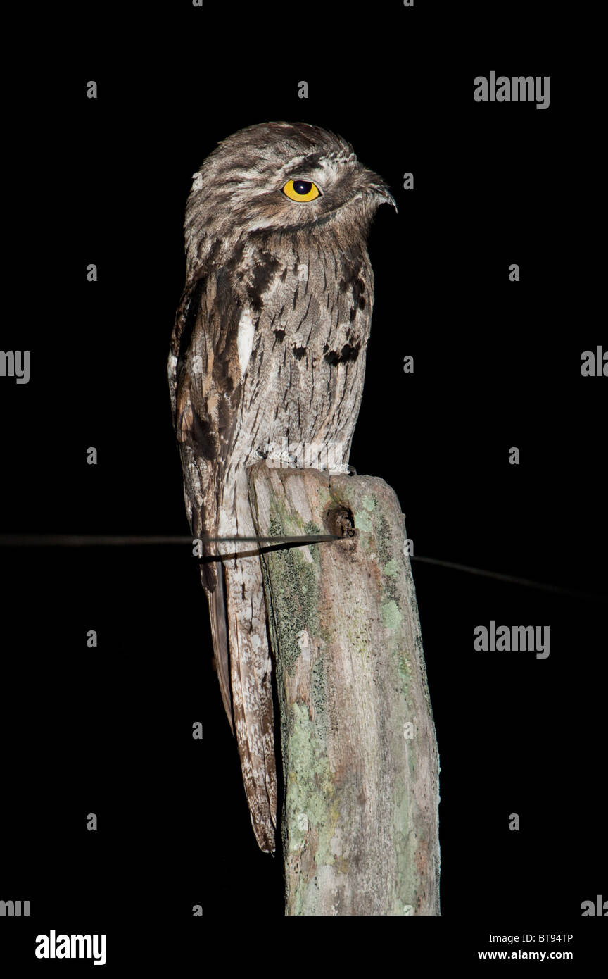 Potoo Bird High Resolution Stock Photography and Images - Alamy