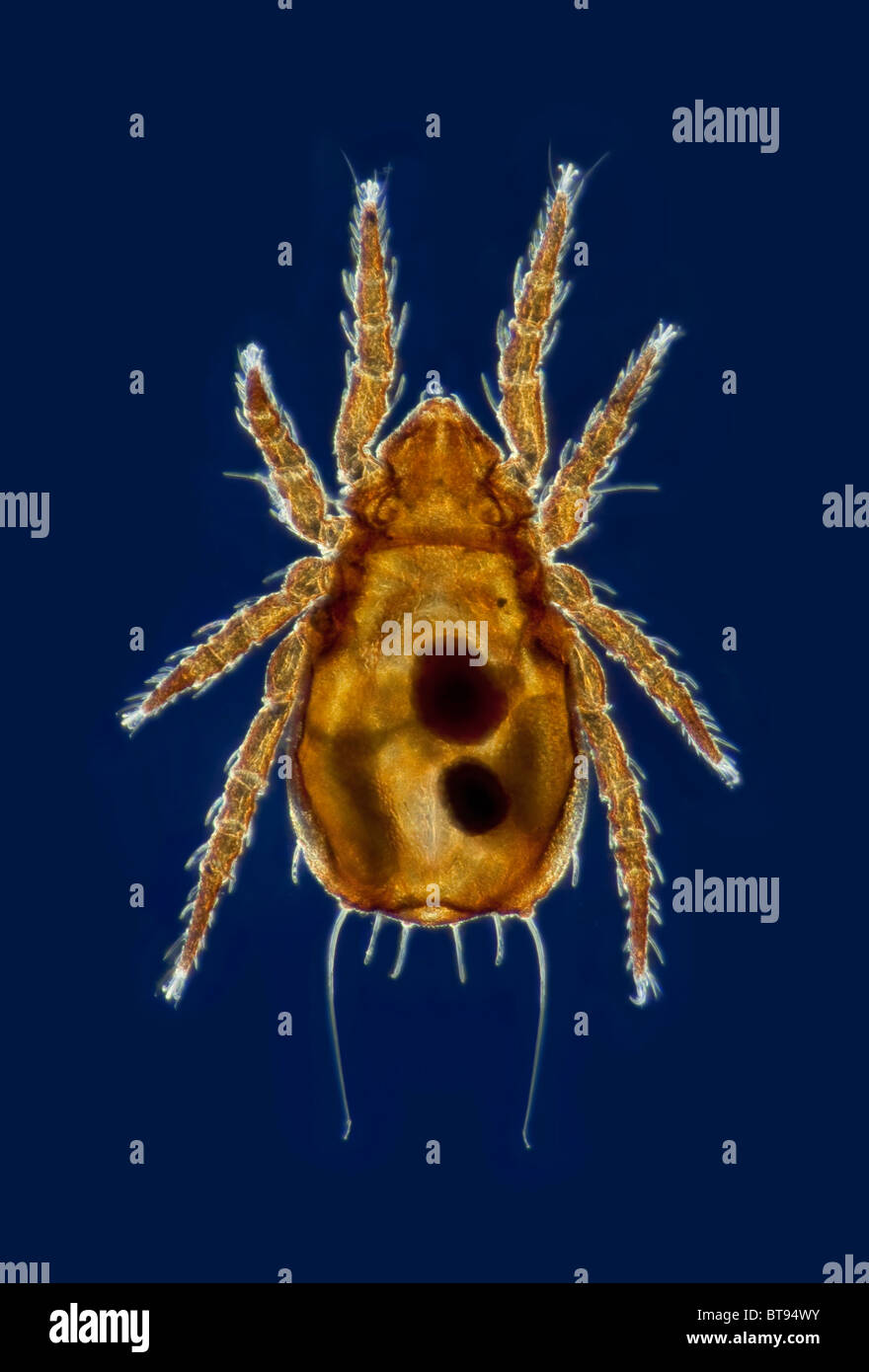 Darkfield photomicrograph of a wood mite, Wood mite, Nothrus Sylvestris
