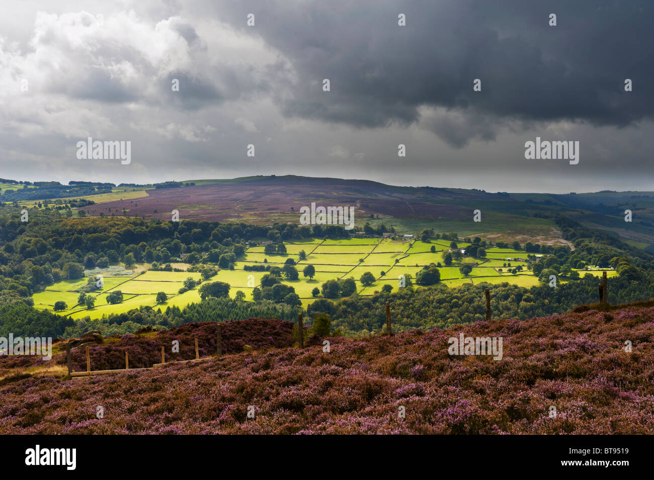 Derbyshire Countryside on a Sunny Day showing the heather in flower in August. Stock Photo