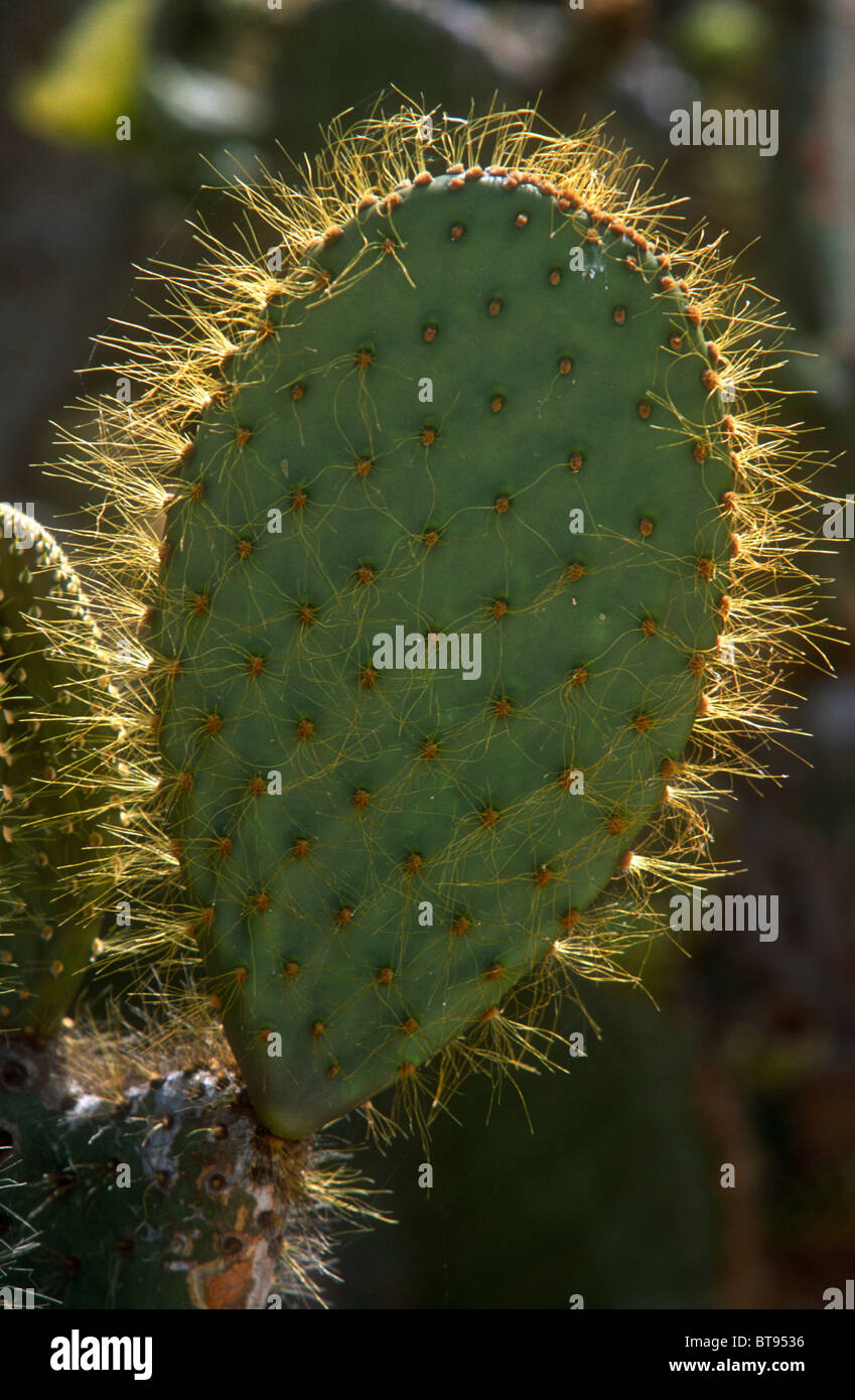 Prickly pear, Opuntia helleri, pad - soft spines, Genovesa (Tower), Galapagos Stock Photo