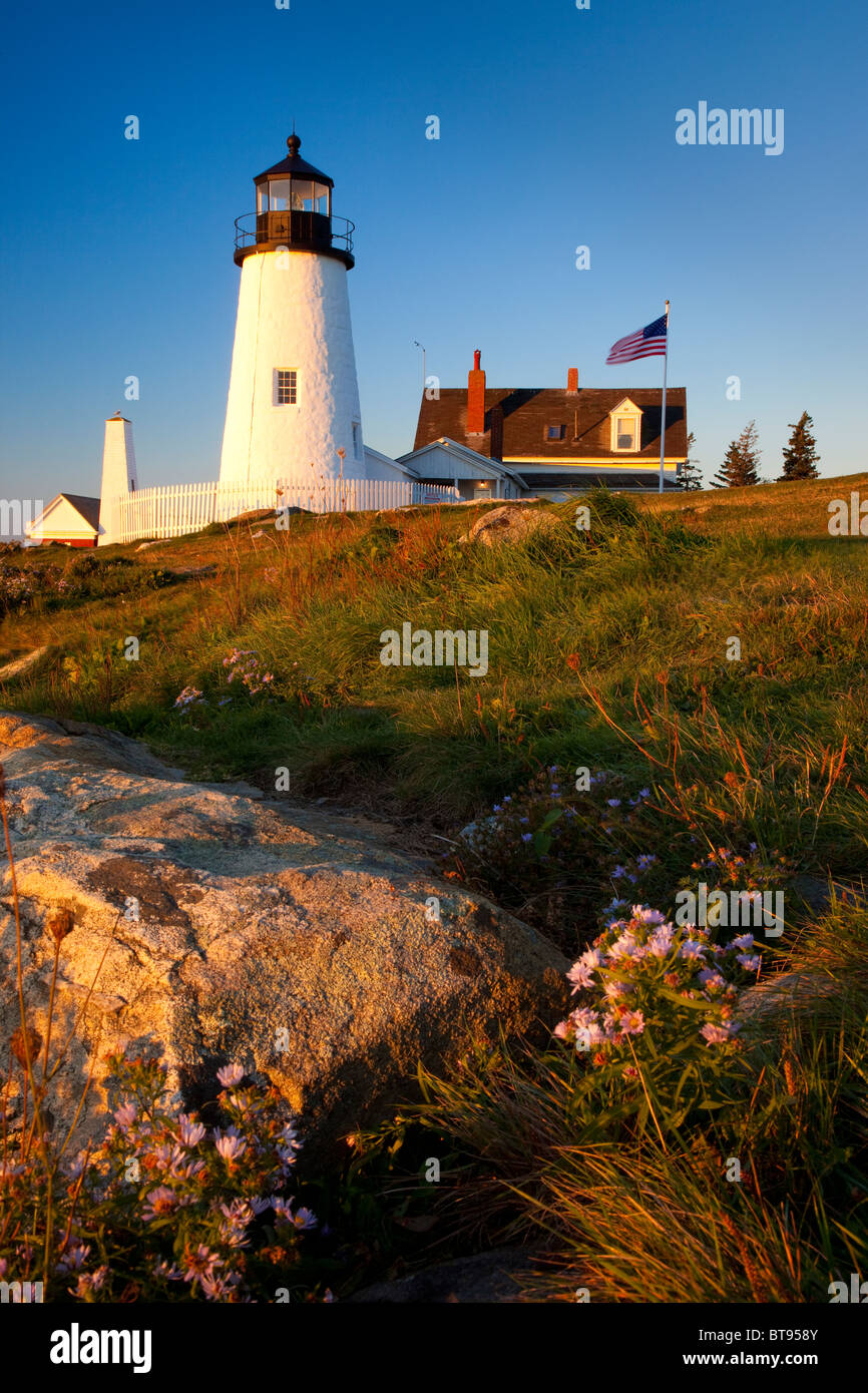 Flowering Fall Asters below Pemaquid Point Lighthouse at dawn, Pemaquid Point Maine USA Stock Photo