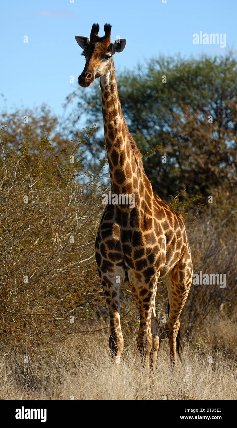 Giraffe (Giraffe camelopardalis), Madikwe Game Reserve, South Africa Stock Photo