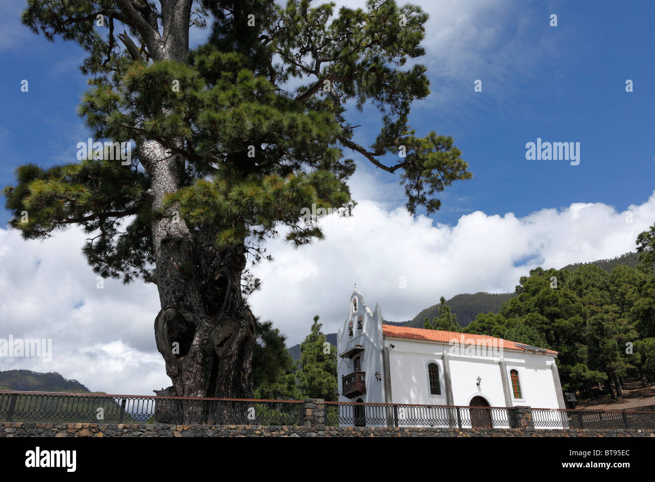 Ermita de la Virgen del Pino Chapel, Canary Island Pine (Pinus canariensis), La Palma, Canary Islands, Spain, Europe Stock Photo
