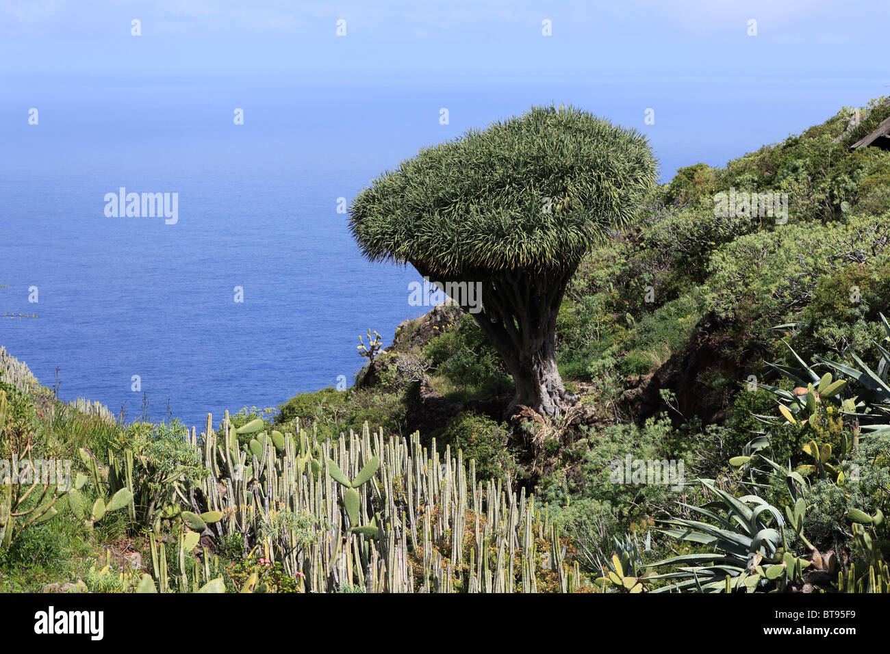 Canary Islands Dragon Tree (Dracaena draco) and other scrub vegetation, El Palmar, La Palma, Canary Islands, Spain, Europe Stock Photo