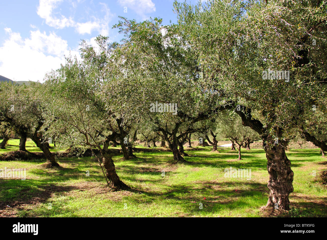 Olive trees near Maherado, Zakynthos, Ionian Islands, Greece Stock Photo