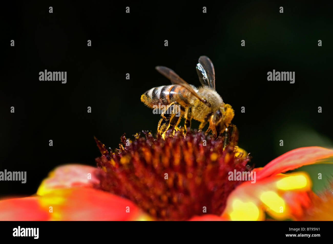 Honeybee sitting on flowers hi-res stock photography and images - Alamy