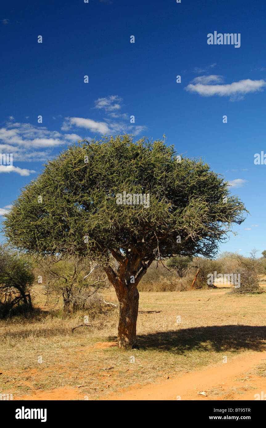 Shepherd's tree (Boscia albitrunca) in a savanna area, Madikwe Game Reserve, South Africa Stock Photo