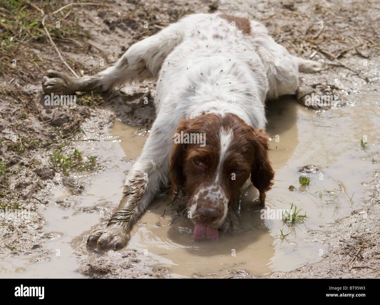 Muddy springer spaniel drinking from a puddle Stock Photo Alamy