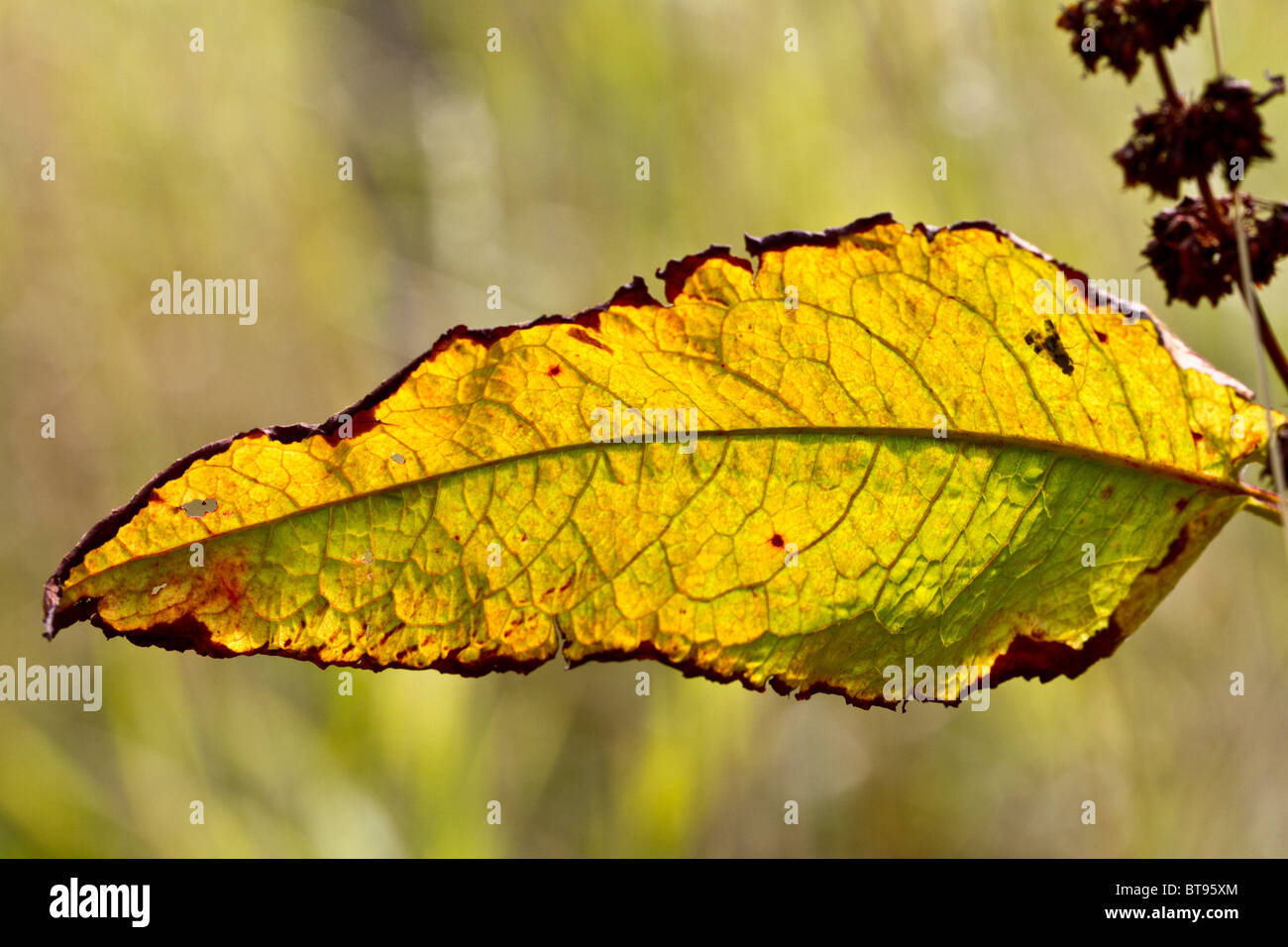 Sun shining through the leaf of the broad-leaved dock (Rumex obtusifolius) Stock Photo