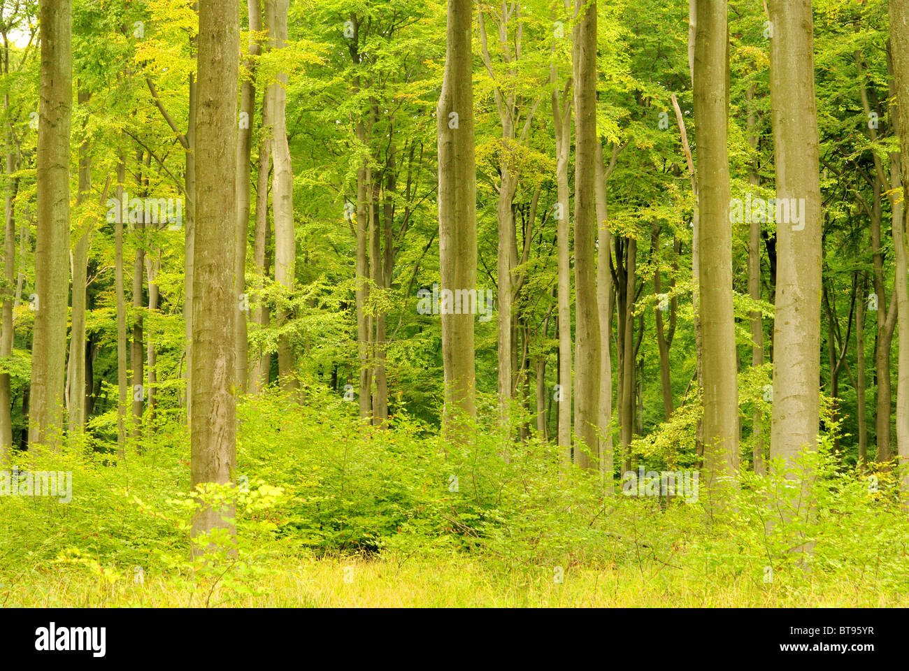 Buchenwald im Herbst - beech forest in fall 22 Stock Photo