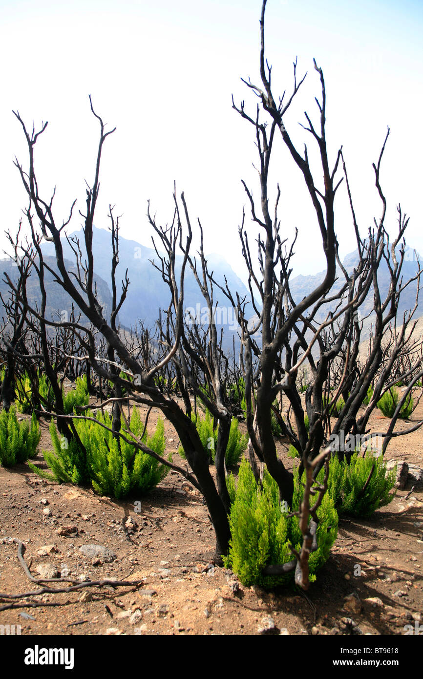 Burned pines in the hiking area in the Teno Mountains, Tenerife, Canary Islands, Spain, Europe Stock Photo
