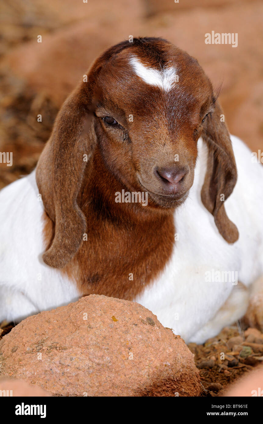Boer goat kid with typical pendolous ears, Richtersveld, South Africa