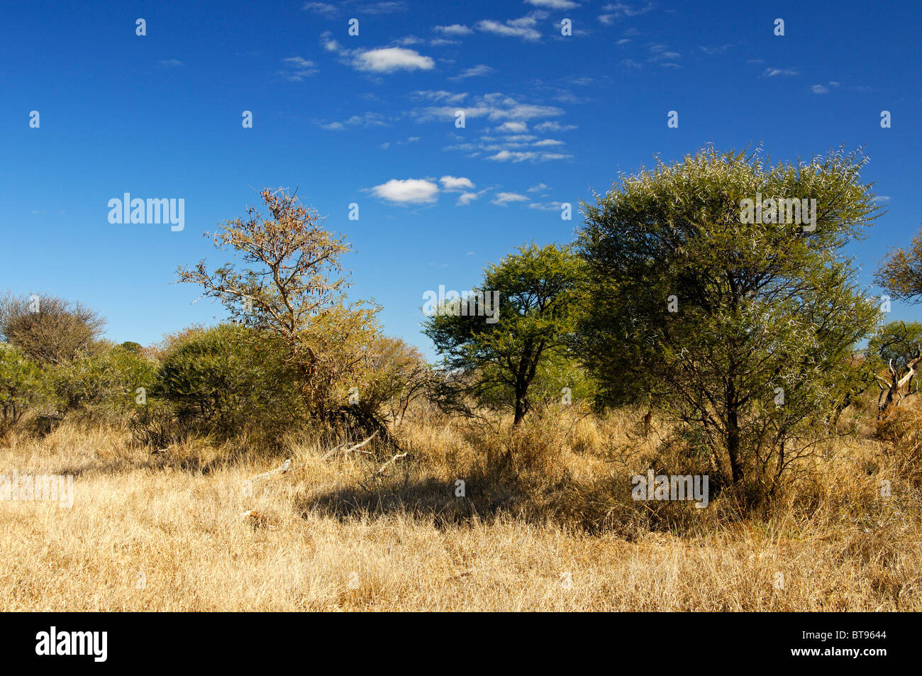 African Acacia savanna landscape, Madikwe Game Reserve, South Africa Stock Photo