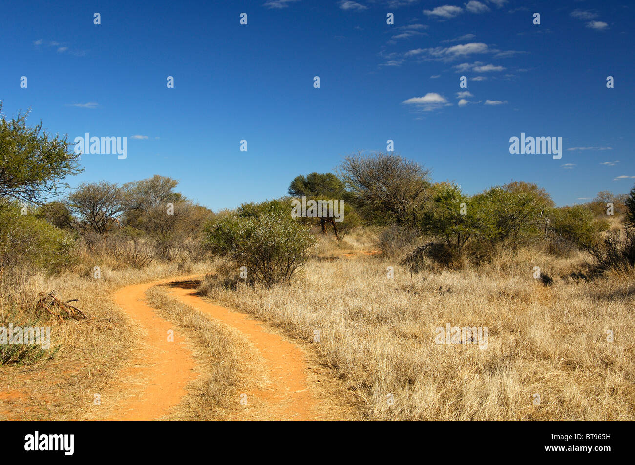 Red-brownish dirt road on Laterite soil crossing an African Acacia savanna landscape in the Madikwe Game Reserve, South Africa Stock Photo