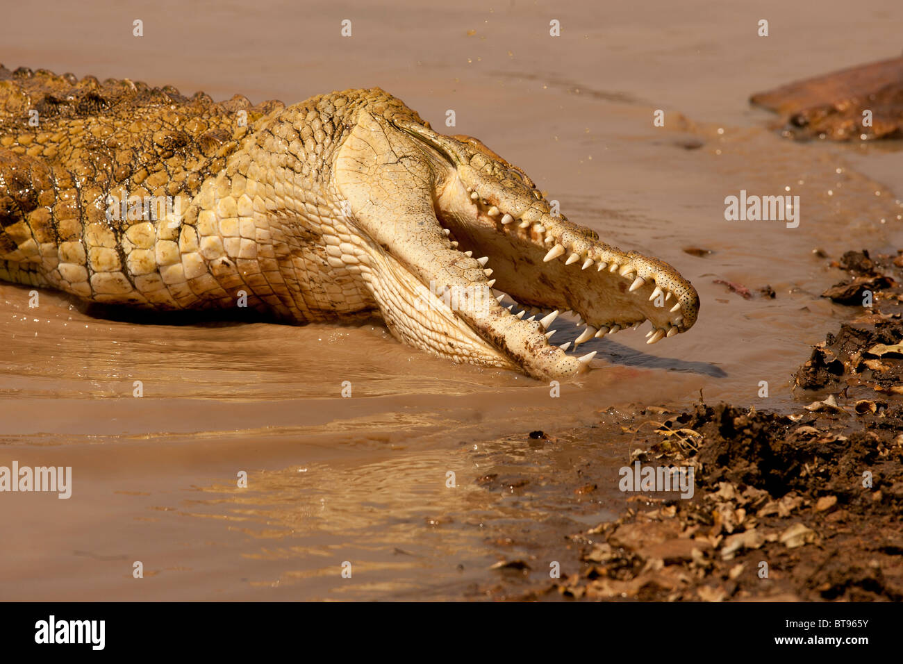 Nile Crocodile Kruger National Park, South Africa Stock Photo