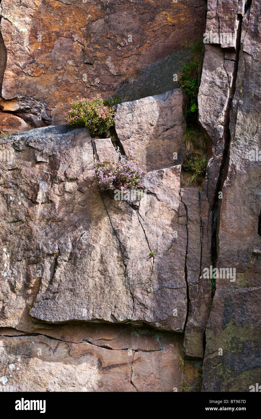 Heather Clinging to Gritstone Rocks Stock Photo