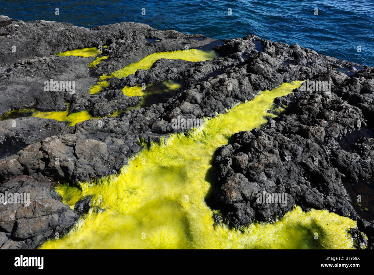 Green algae on a rocky coast, 'Paisaje protegido del Remo' Nature Reserve, La Palma, Canary Islands, Spain, Europe Stock Photo