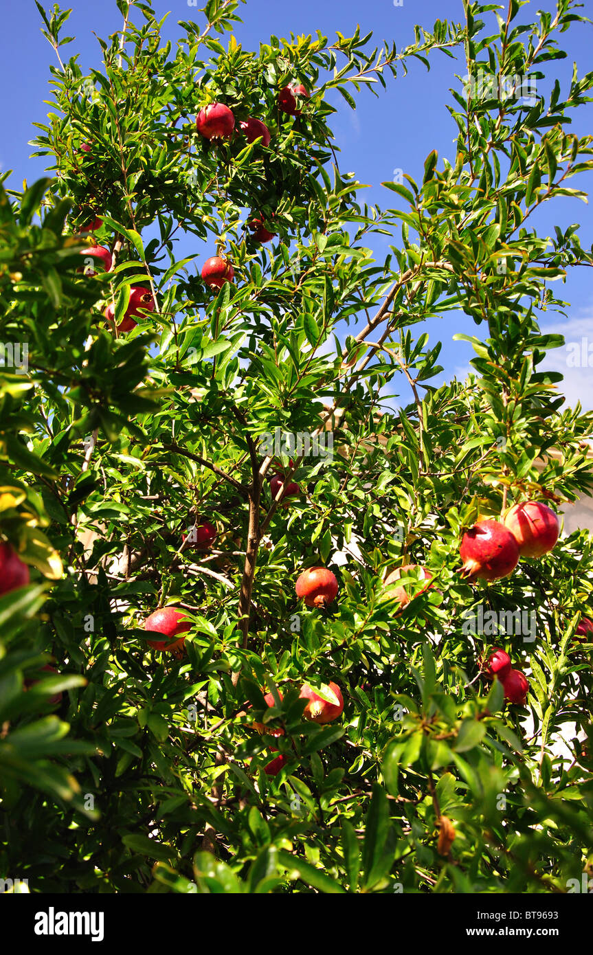 Pomegranate tree with fruit, Melinado, Zakynthos, Ionian Islands, Greece Stock Photo