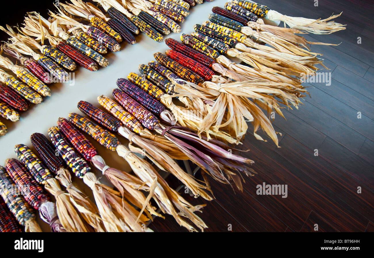 Variegated Maize Corn Indian Corn Used As Decorations Cherokee