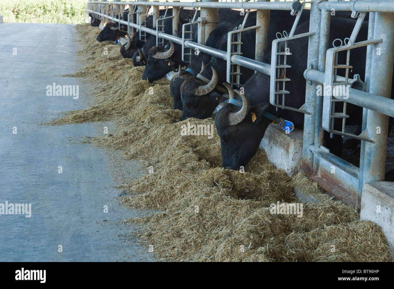 Water buffalo on organic dairy farm, whose milk is used for making