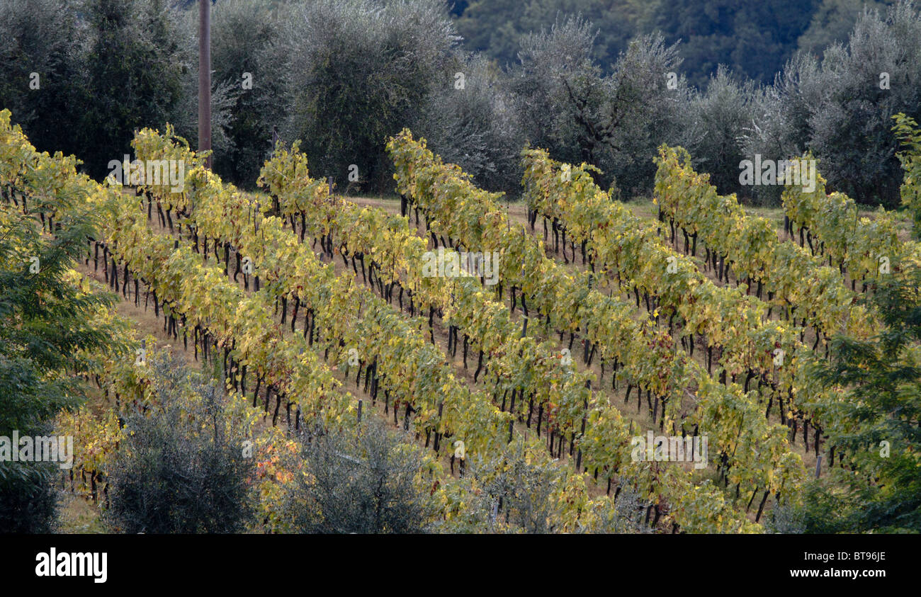 Distant view of vineyard showing Autumn colours and surrounded by olive trees Stock Photo