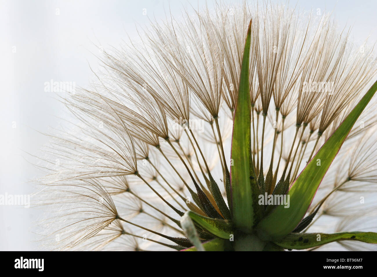dandelion flower backligh Stock Photo