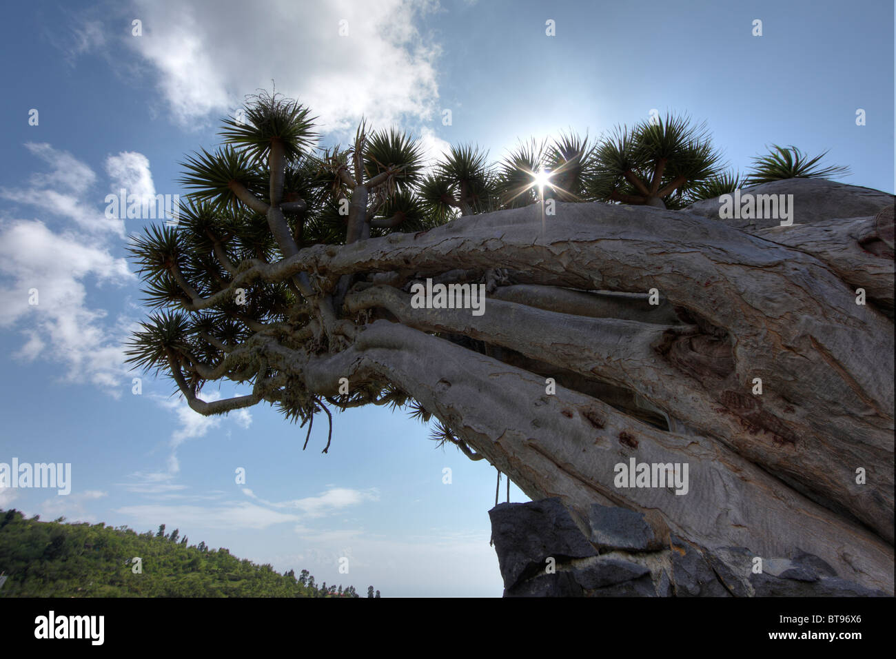 Canary Islands Dragon Tree (Dracaena draco), Dragos Gemelos, near Puntagorda, La Palma, Canary Islands, Spain, Europe Stock Photo
