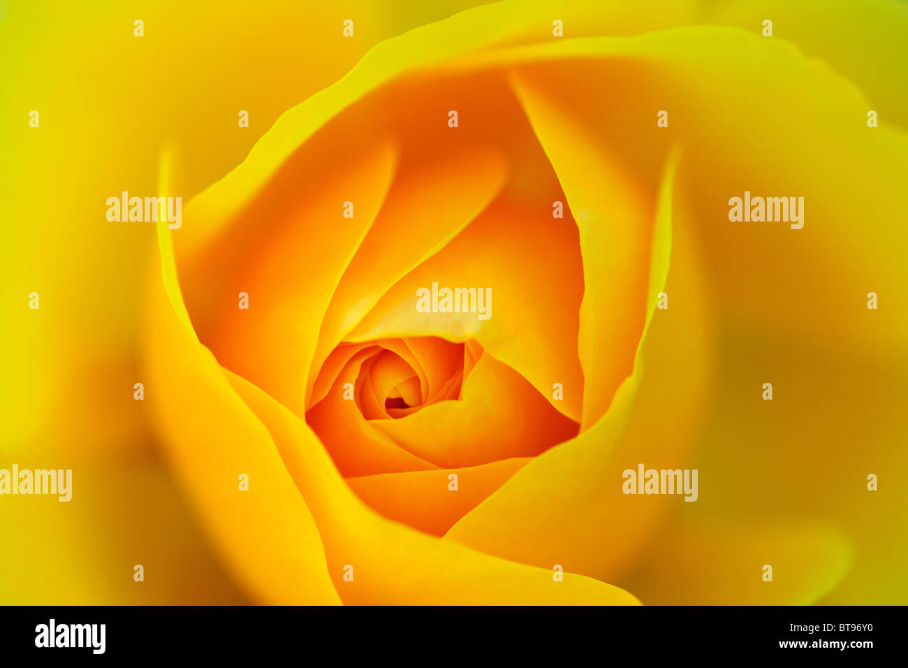 Full bloom rose aerial hi-res stock photography and images - Alamy