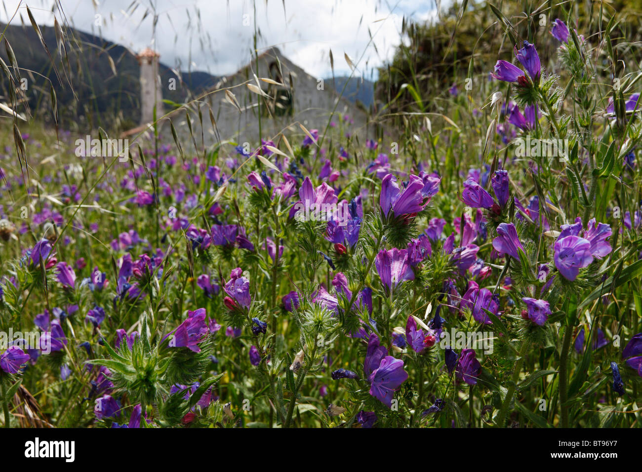 Purple Viper's Bugloss (Echium plantagineum), La Palma, Canary Islands, Spain, Europe Stock Photo